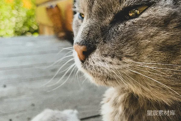 高清摄影 猫咪特写：阳光下的宁静时光