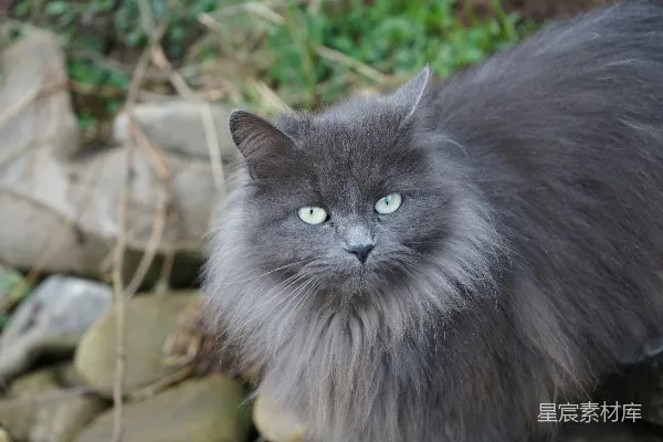 高清摄影 灰色长毛猫的特写