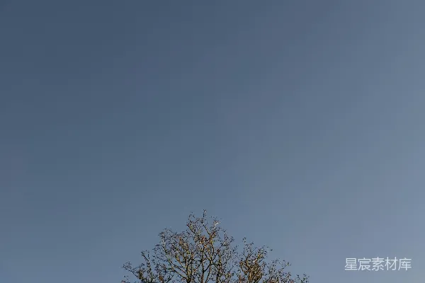 高清摄影 冬日树梢与蓝天