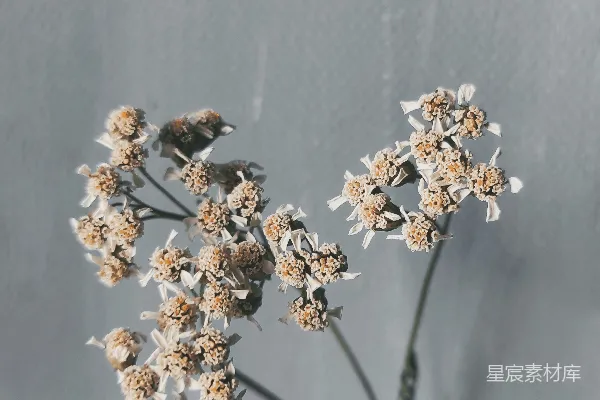高清摄影 干枯的花朵