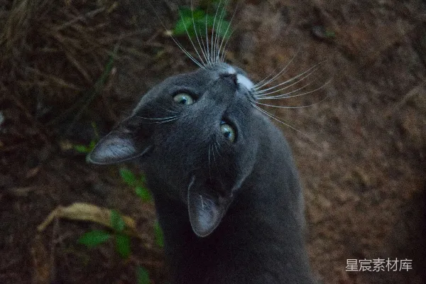 高清摄影 好奇的猫