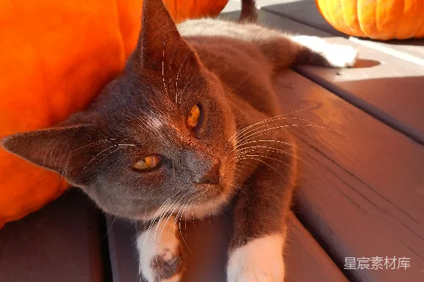 高清摄影 阳光下的猫咪与南瓜
