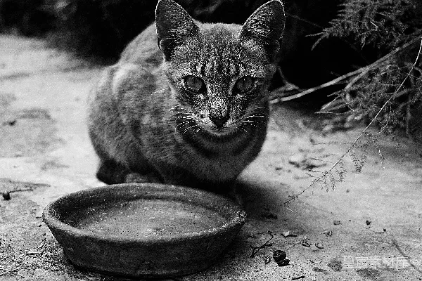 高清摄影 黑白色调的猫与碗
