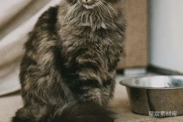 高清摄影 慵懒的毛绒猫