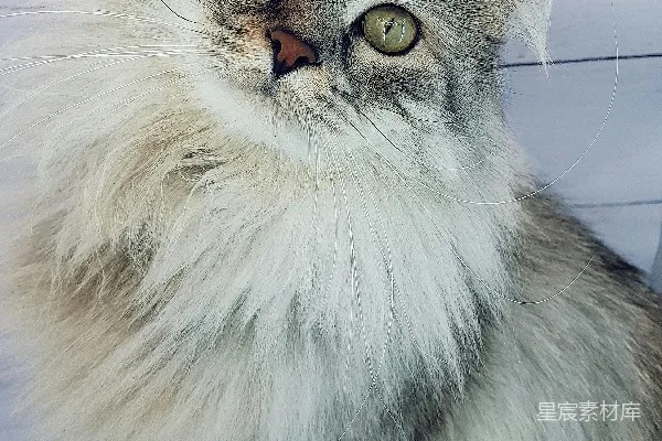 高清摄影 猫的特写：温柔的眼神
