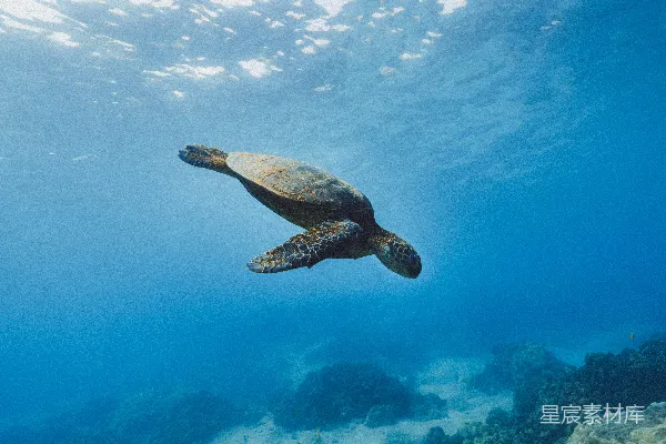高清摄影 棕色 turtles