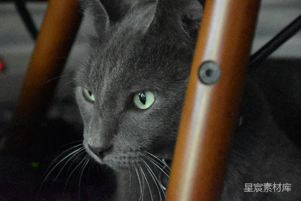 高清摄影 深邃绿眼的黑猫