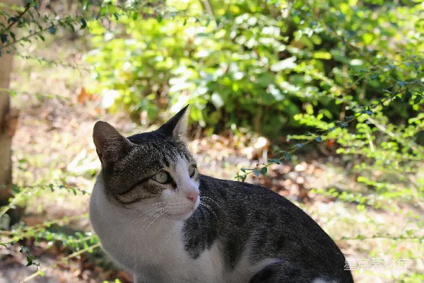 高清摄影 森林中的猫