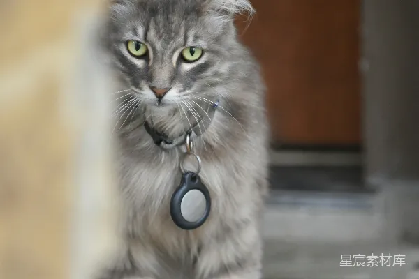 高清摄影 戴项圈的猫
