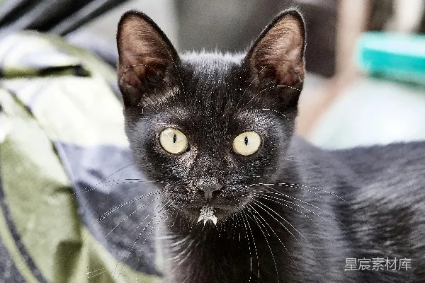 高清摄影 黑猫特写：专注的眼神