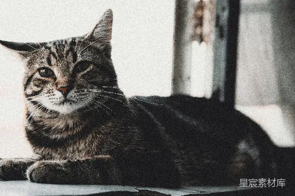 高清摄影 慵懒的猫咪