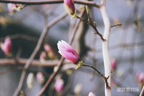 高清摄影 玉兰花蕾
