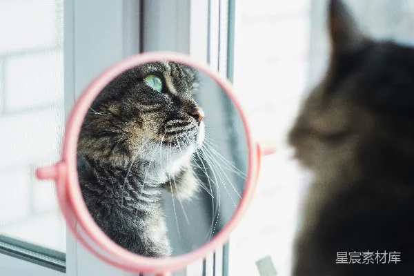高清摄影 猫与镜子的自省