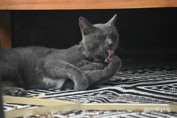 高清摄影 灰猫舔爪子