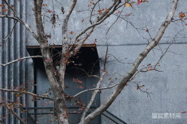 高清摄影 秋日树影下的建筑