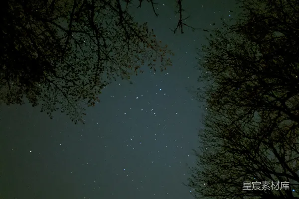 高清摄影 夜空下的枝叶