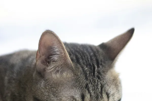 高清摄影 灰色条纹猫的特写