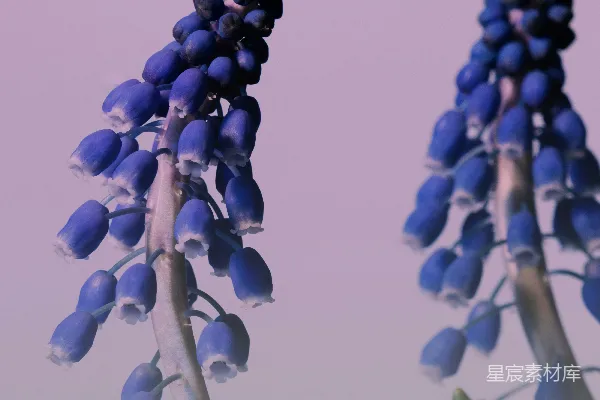 高清摄影 蓝铃花的优雅绽放