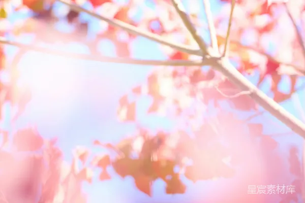 高清摄影 秋日阳光下的树叶