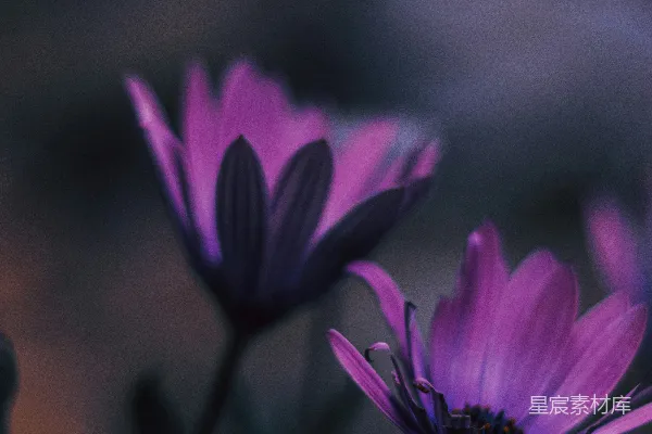 高清摄影 紫色的花朵在暮色中绽放