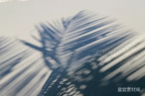 高清摄影 棕榈树影
