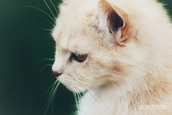 高清摄影 侧脸的白色猫