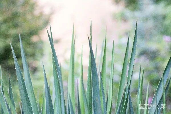 高清摄影 翠绿的植物叶片