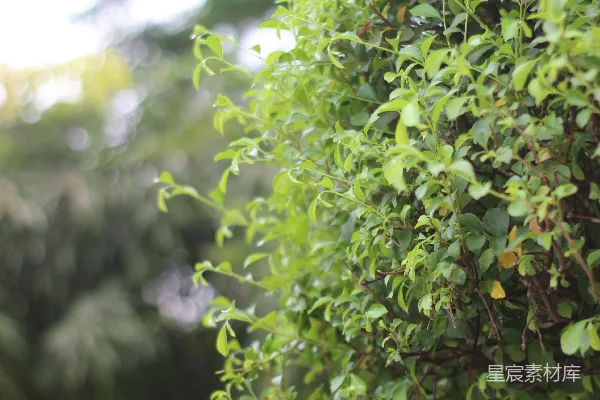 高清摄影 雨后清新绿意盎然