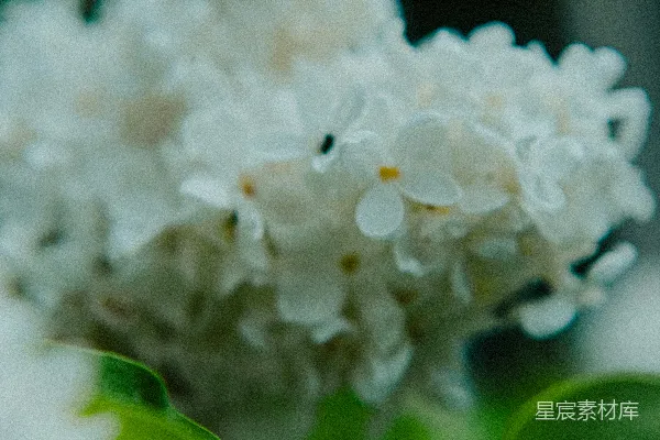 高清摄影 淡雅白花与绿叶的静谧之美