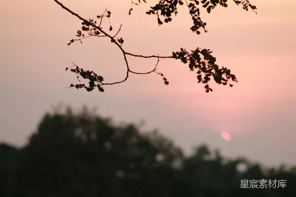 高清摄影 夕阳下的树梢剪影