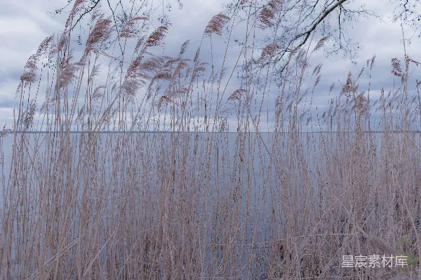 高清摄影 湖畔芦苇