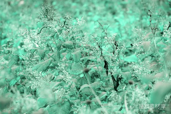 高清摄影 青翠的植物群