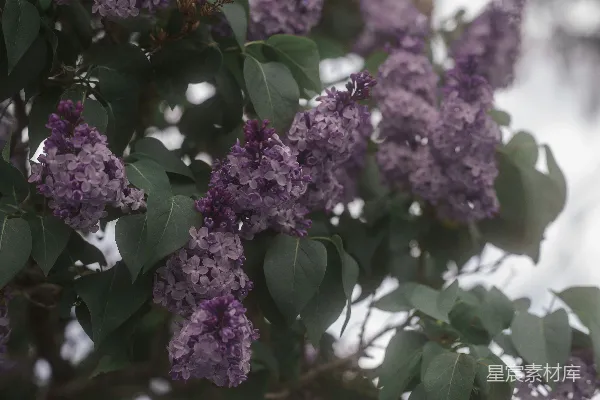 高清摄影 紫色丁香花