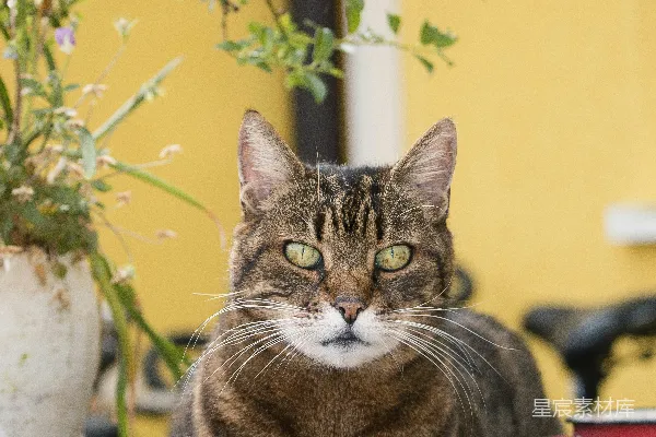 高清摄影 窗外的猫