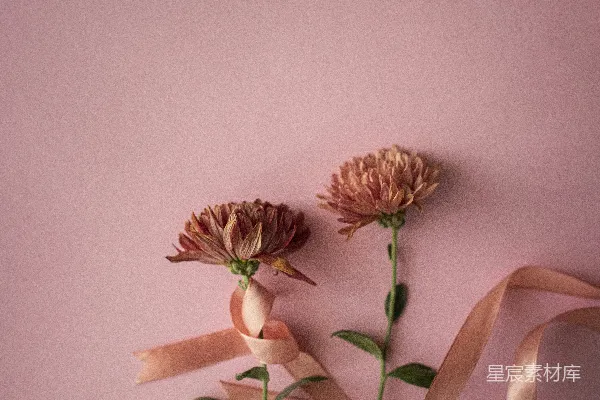 高清摄影 淡雅花束与丝带的静物摄影