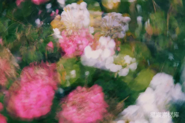 高清摄影 梦幻花园：粉白花丛