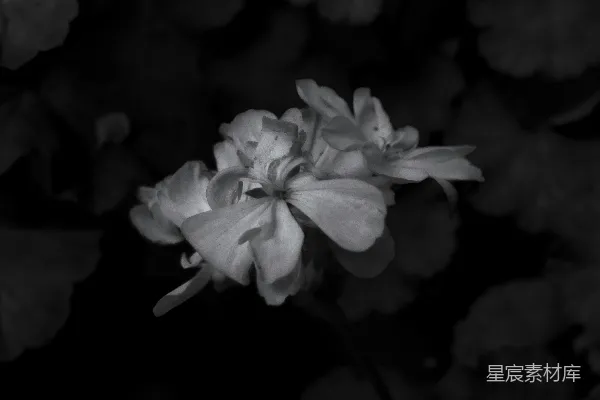高清摄影 黑白花影
