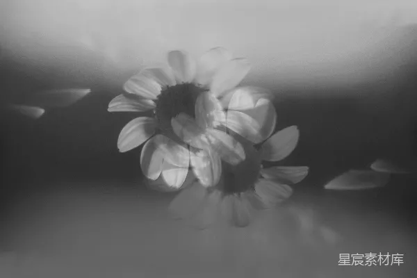 高清摄影 黑白迷雾中的花朵
