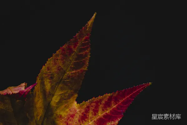 高清摄影 秋叶的光影之美