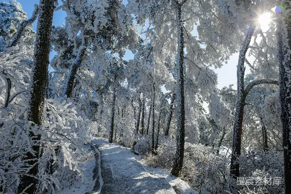 高清摄影 冬日雪林小径