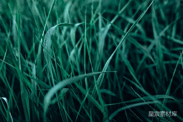 高清摄影 青翠草地的特写