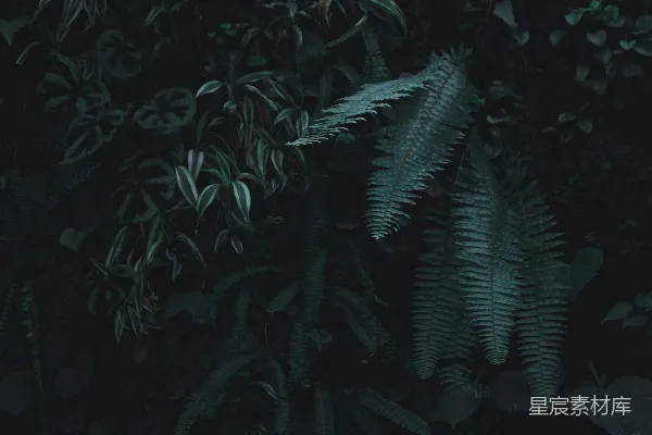 高清摄影 幽暗中的绿色植物