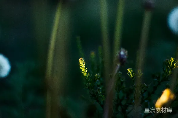高清摄影 黄昏中的野花