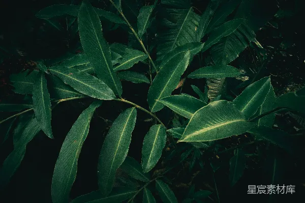 高清摄影 深色背景下的绿色植物