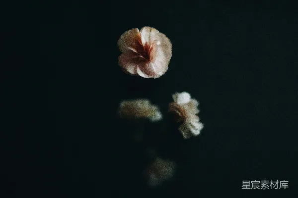 高清摄影 静谧的花瓣与倒影