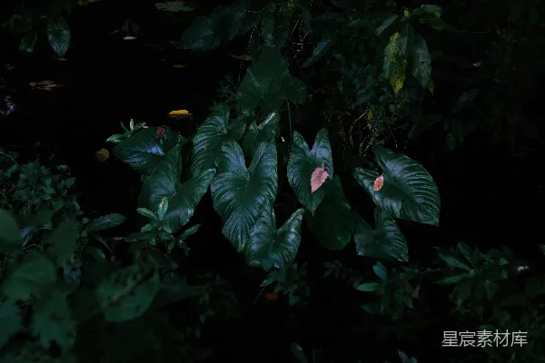 高清摄影 幽暗森林中的绿叶