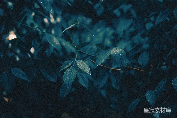 高清摄影 夜色中的雨后树叶