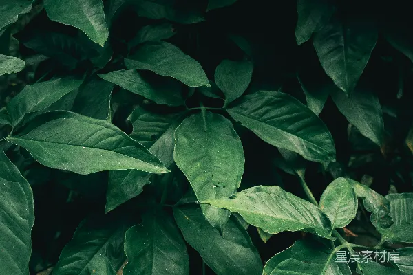 高清摄影 深绿色植物背景