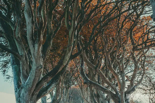 高清摄影 蜿蜒林荫道