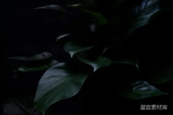 高清摄影 暗夜中的绿叶